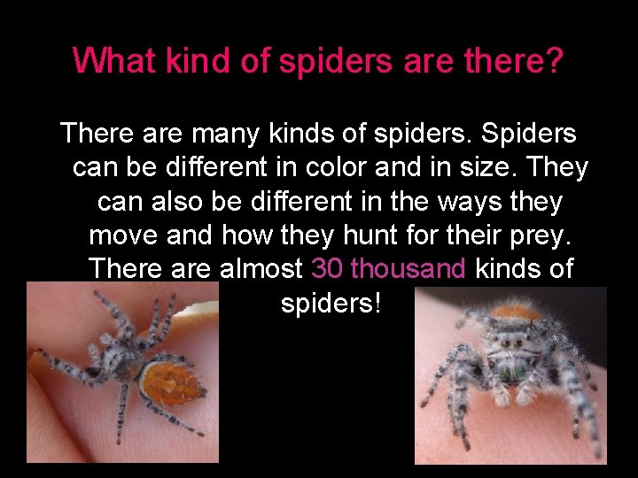 What kind of spiders are there? There are many kinds of spiders. Spiders can