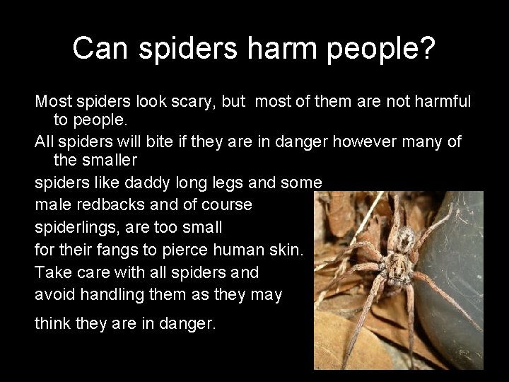 Can spiders harm people? Most spiders look scary, but most of them are not