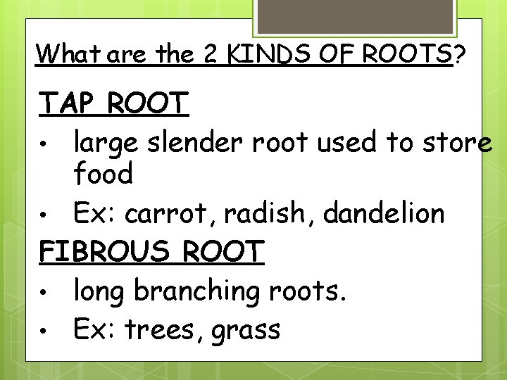 What are the 2 KINDS OF ROOTS? TAP ROOT • large slender root used