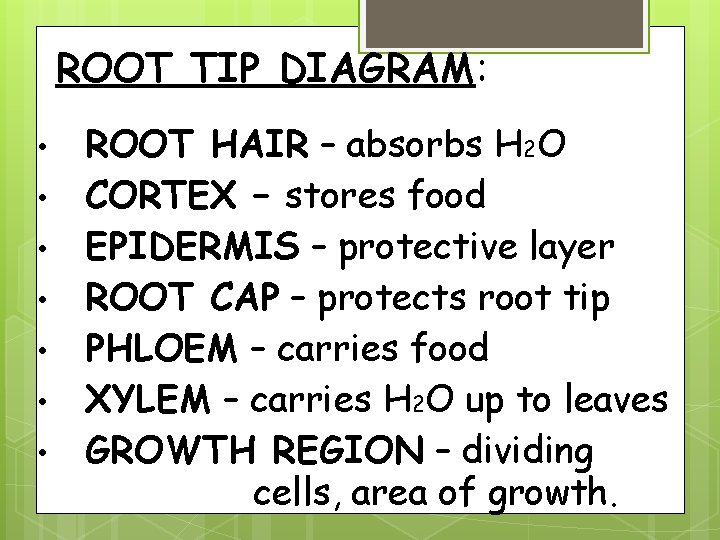 ROOT TIP DIAGRAM: • • ROOT HAIR – absorbs H 2 O CORTEX –