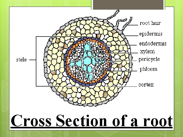 Cross Section of a root 