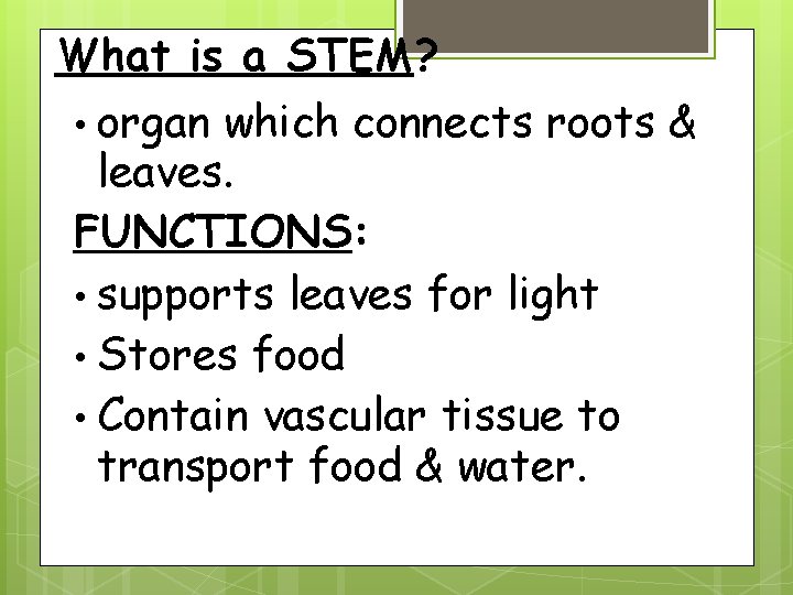 What is a STEM? • organ which connects roots & leaves. FUNCTIONS: • supports