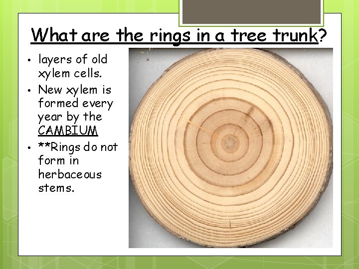 What are the rings in a tree trunk? • • • layers of old