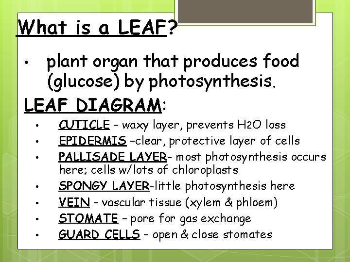 What is a LEAF? plant organ that produces food (glucose) by photosynthesis. LEAF DIAGRAM: