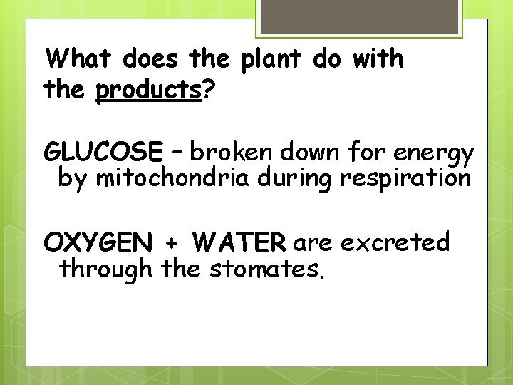 What does the plant do with the products? GLUCOSE – broken down for energy