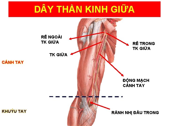 D Y THẦN KINH GIỮA RỄ NGOÀI TK GIỮA RỄ TRONG TK GIỮA CÁNH