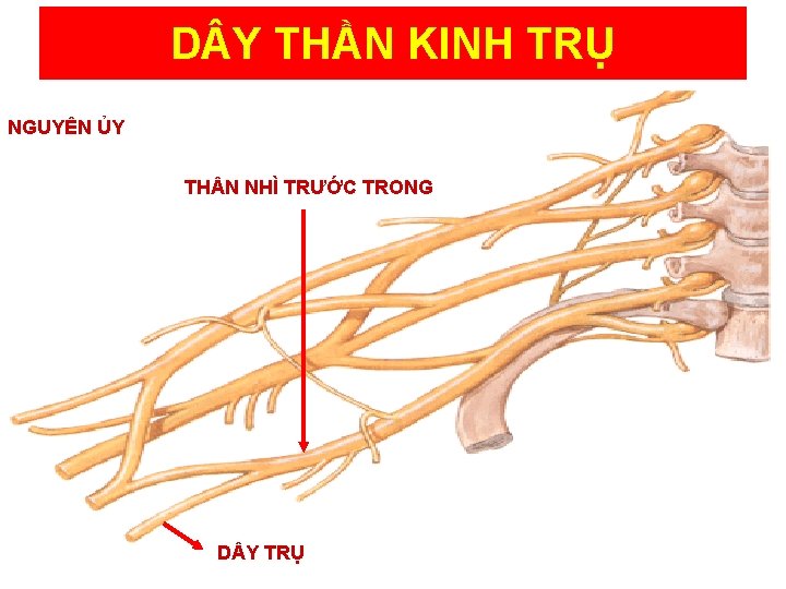 D Y THẦN KINH TRỤ NGUYÊN ỦY TH N NHÌ TRƯỚC TRONG D Y