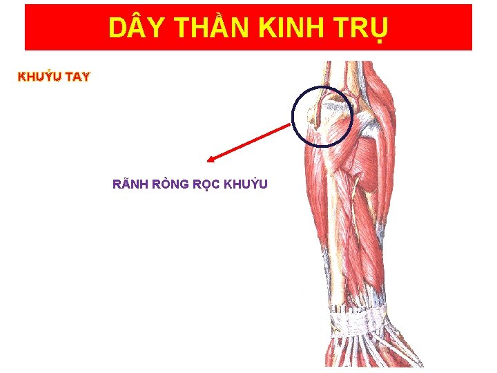 D Y THẦN KINH TRỤ KHUỶU TAY RÃNH RÒNG RỌC KHUỶU 