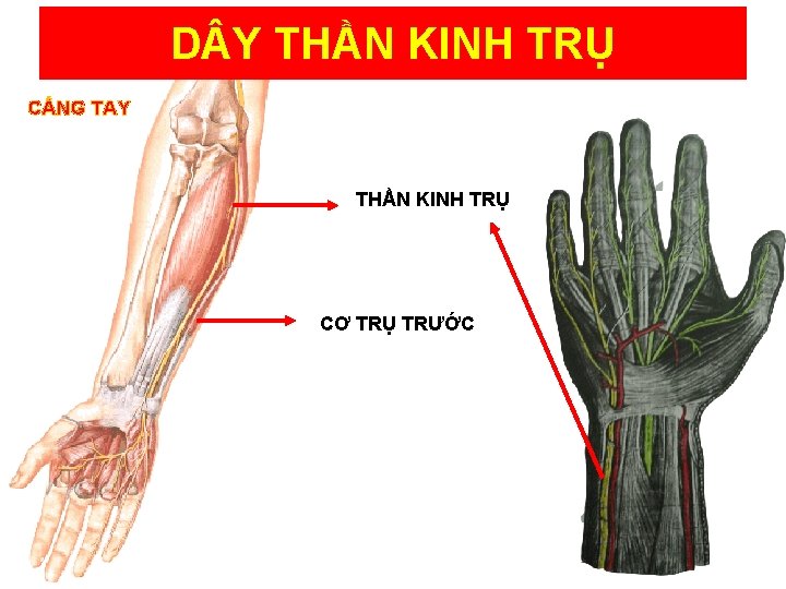 D Y THẦN KINH TRỤ CẲNG TAY THẦN KINH TRỤ CƠ TRỤ TRƯỚC 