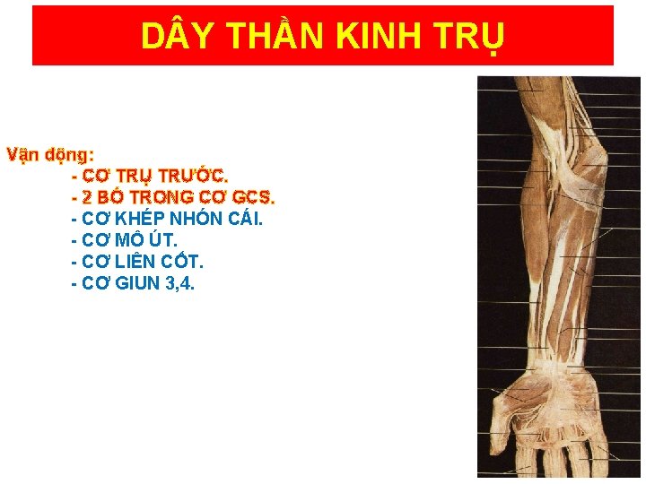 D Y THẦN KINH TRỤ Vận động: CƠ TRỤ TRƯỚC. 2 BÓ TRONG CƠ