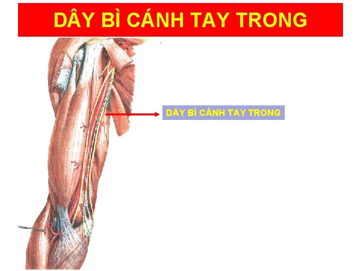 D Y BÌ CÁNH TAY TRONG 