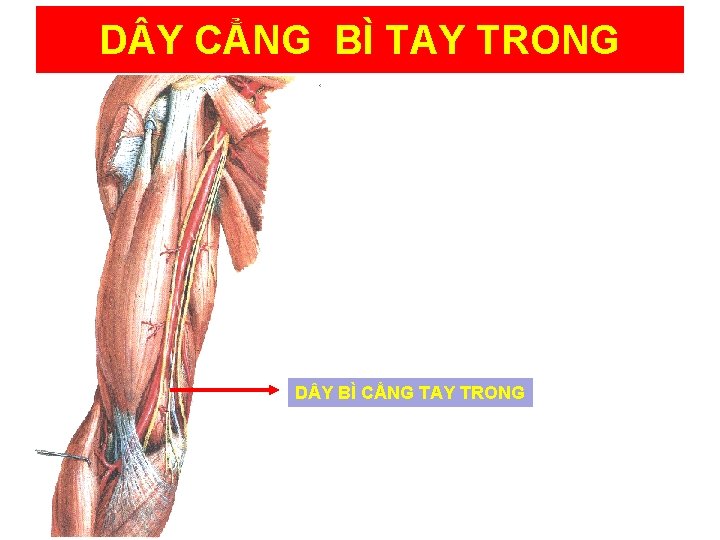 D Y CẲNG BÌ TAY TRONG D Y BÌ CẲNG TAY TRONG 