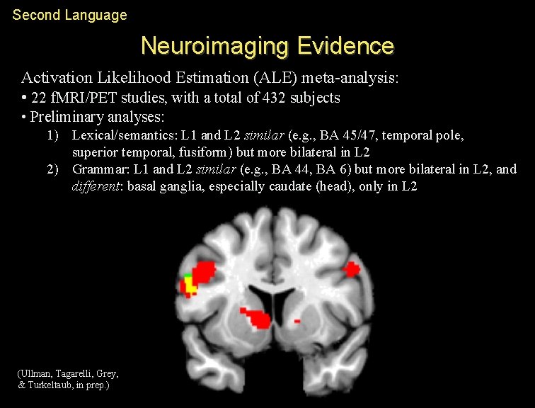 Second Language Neuroimaging Evidence Activation Likelihood Estimation (ALE) meta-analysis: • 22 f. MRI/PET studies,