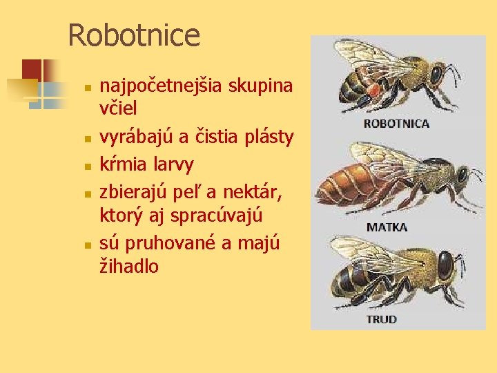 Robotnice n n najpočetnejšia skupina včiel vyrábajú a čistia plásty kŕmia larvy zbierajú peľ