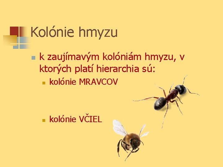 Kolónie hmyzu n k zaujímavým kolóniám hmyzu, v ktorých platí hierarchia sú: n kolónie