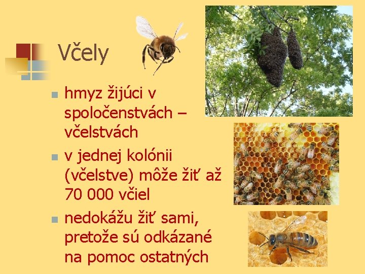 Včely n n n hmyz žijúci v spoločenstvách – včelstvách v jednej kolónii (včelstve)