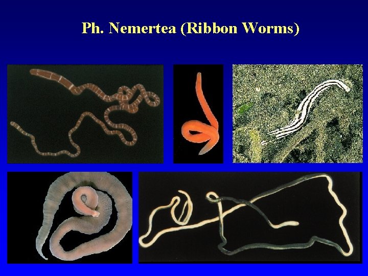 Ph. Nemertea (Ribbon Worms) 