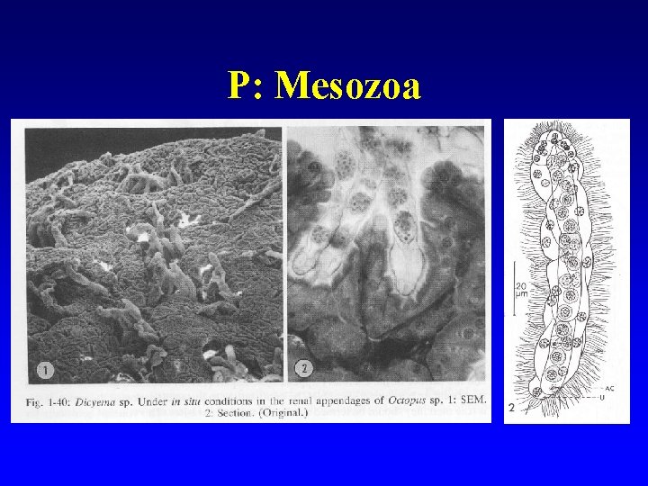 P: Mesozoa 