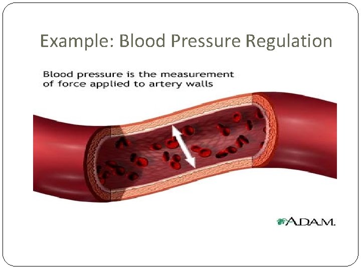 Example: Blood Pressure Regulation 
