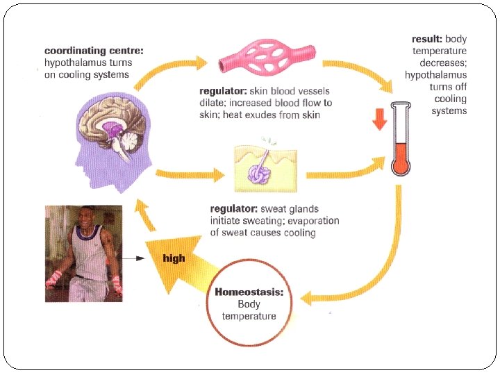 Response to Heat Stress 