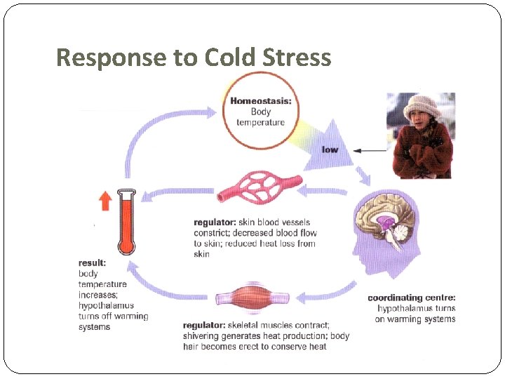 Response to Cold Stress 
