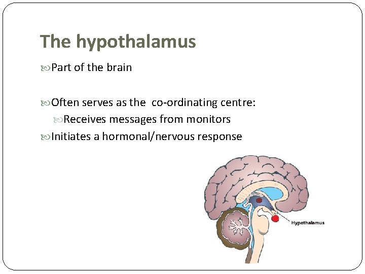 The hypothalamus Part of the brain Often serves as the co-ordinating centre: Receives messages