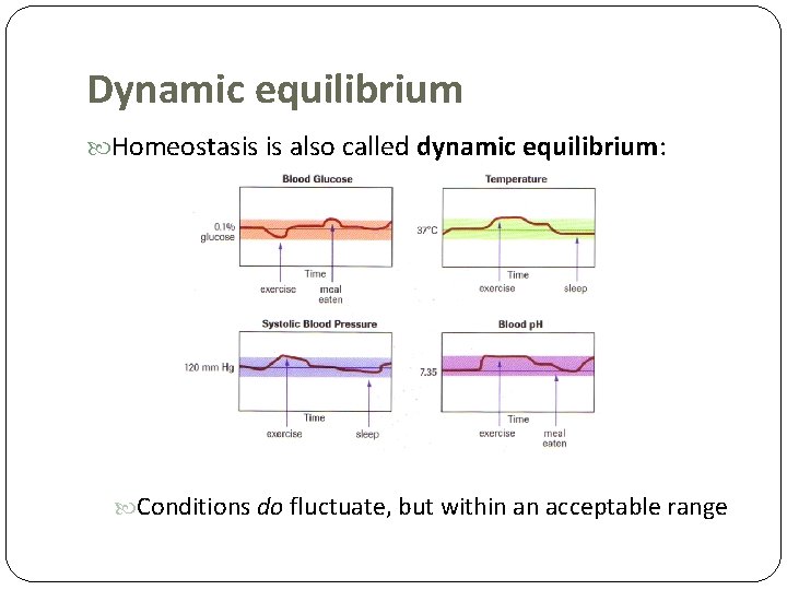 Dynamic equilibrium Homeostasis is also called dynamic equilibrium: Conditions do fluctuate, but within an