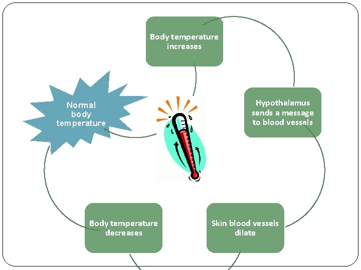 Body temperature increases Normal body temperature Body temperature decreases Hypothalamus sends a message to