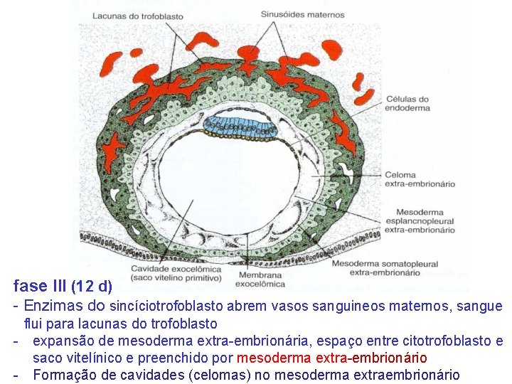 fase III (12 d) - Enzimas do sincíciotrofoblasto abrem vasos sanguineos maternos, sangue flui