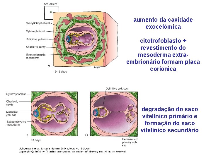 aumento da cavidade exocelômica citotrofoblasto + revestimento do mesoderma extraembrionário formam placa coriônica degradação