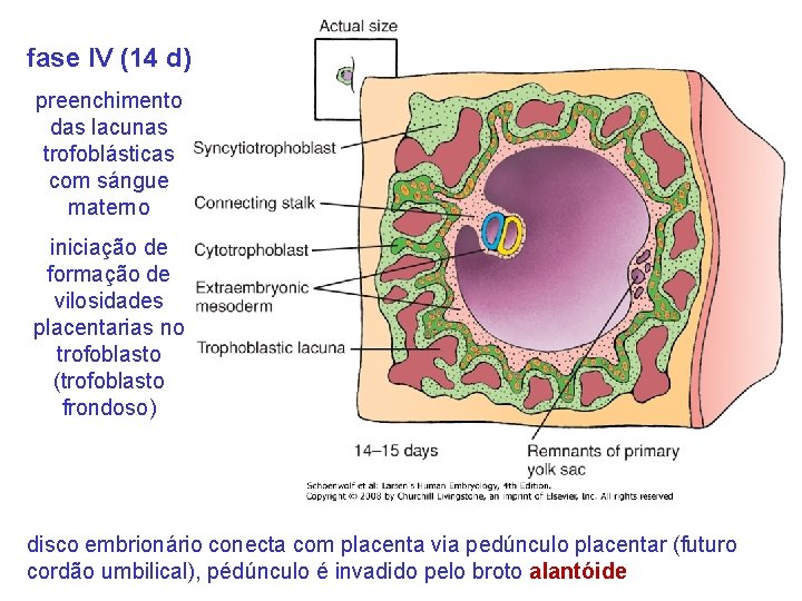 fase IV (14 d) preenchimento das lacunas trofoblásticas com sángue materno iniciação de formação