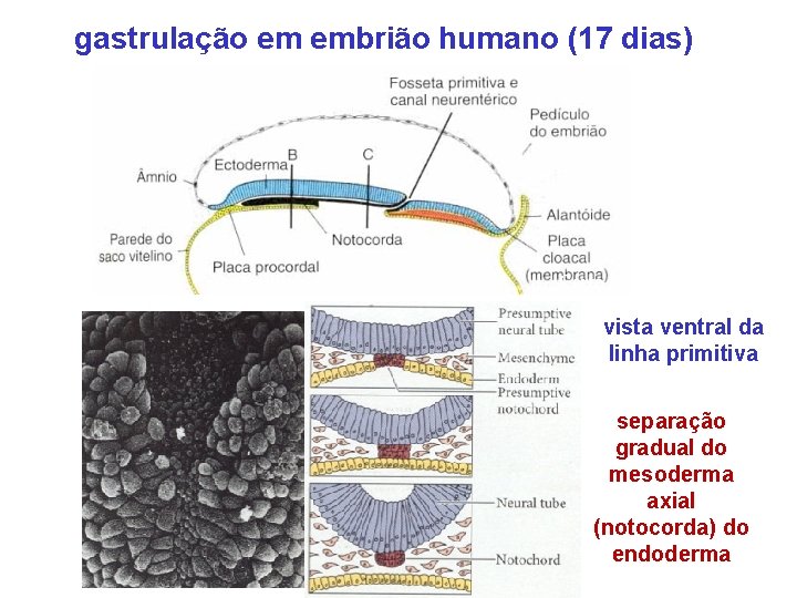 gastrulação em embrião humano (17 dias) Corte sagital vista ventral da linha primitiva separação