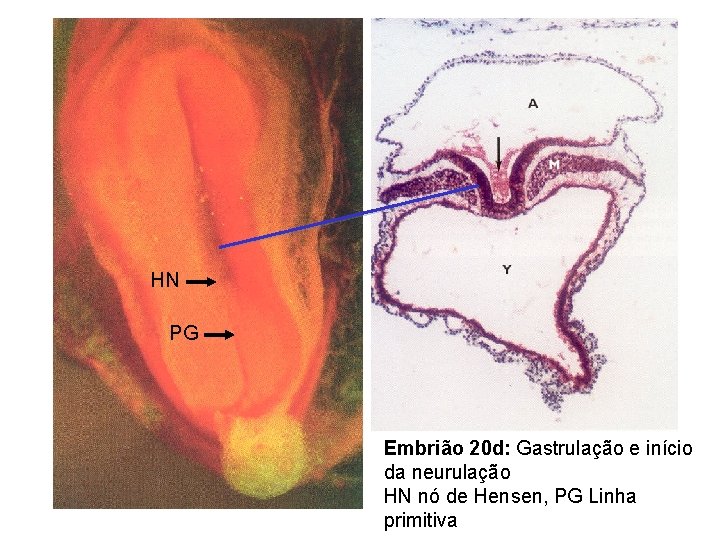 HN PG Embrião 20 d: Gastrulação e início da neurulação HN nó de Hensen,