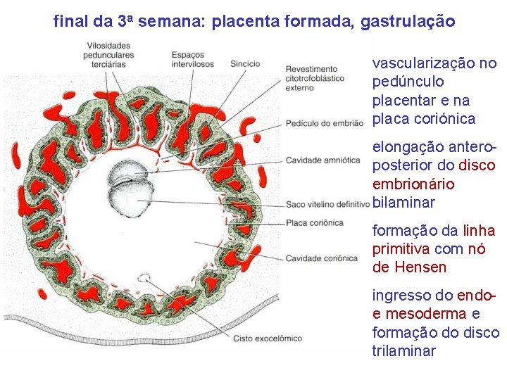 final da 3 a semana: placenta formada, gastrulação vascularização no pedúnculo placentar e na