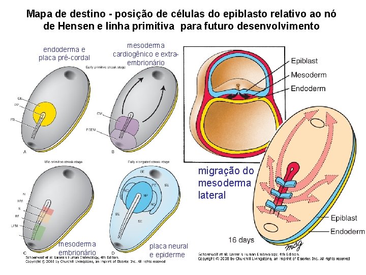 Mapa de destino - posição de células do epiblasto relativo ao nó de Hensen