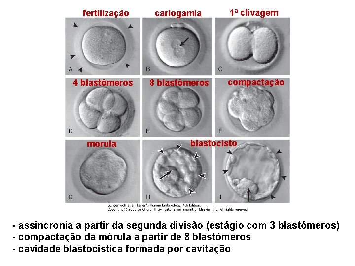 fertilização 4 blastômeros morula cariogamia 1ª clivagem 8 blastômeros compactação blastocisto - assincronia a