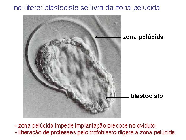 no útero: blastocisto se livra da zona pelúcida blastocisto - zona pelúcida impede implantação