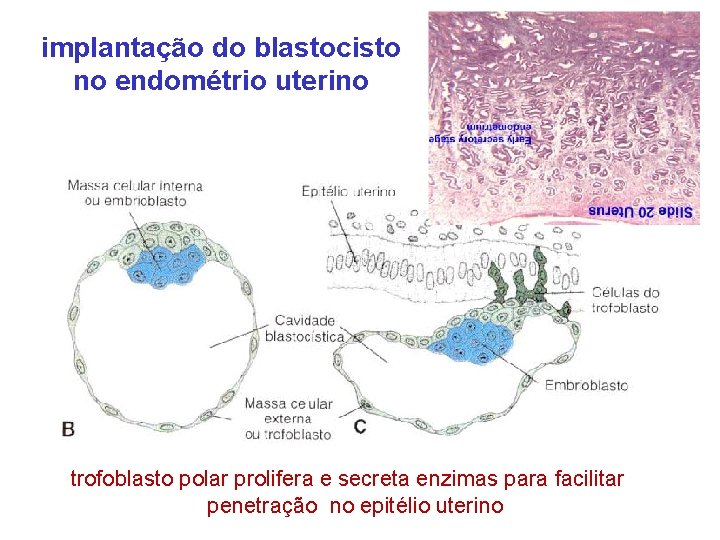 implantação do blastocisto no endométrio uterino trofoblasto polar prolifera e secreta enzimas para facilitar