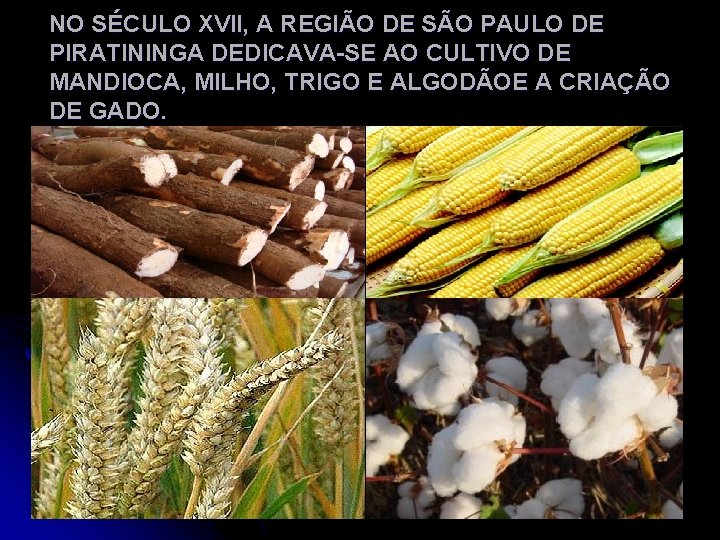 NO SÉCULO XVII, A REGIÃO DE SÃO PAULO DE PIRATININGA DEDICAVA-SE AO CULTIVO DE