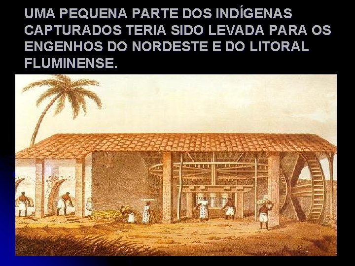 UMA PEQUENA PARTE DOS INDÍGENAS CAPTURADOS TERIA SIDO LEVADA PARA OS ENGENHOS DO NORDESTE