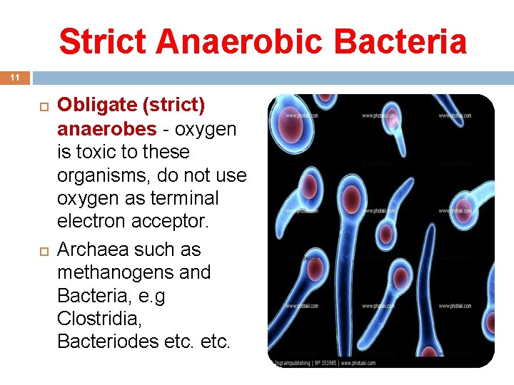 Strict Anaerobic Bacteria 11 Obligate (strict) anaerobes - oxygen is toxic to these organisms,