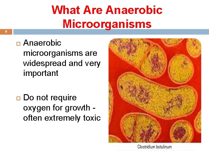What Are Anaerobic Microorganisms 9 Anaerobic microorganisms are widespread and very important Do not