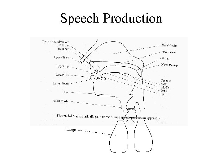 Speech Production Lungs 