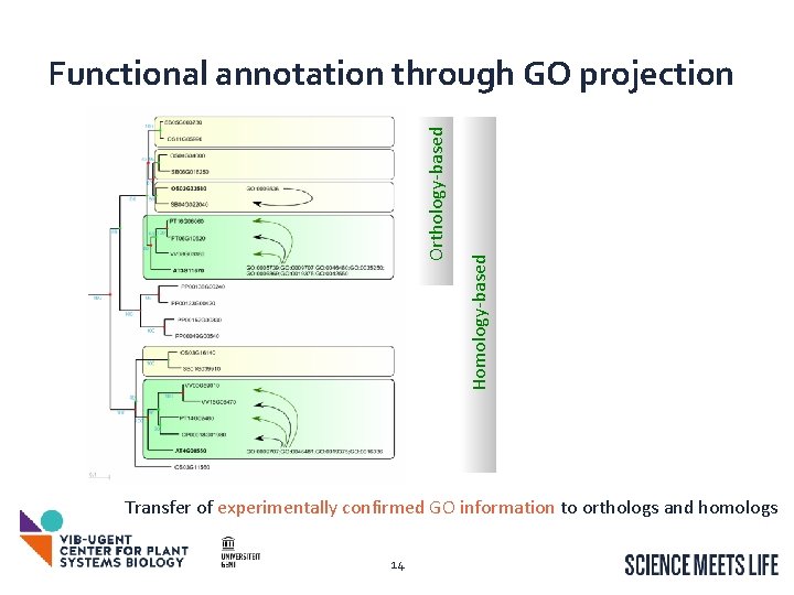 Homology-based Orthology-based Functional annotation through GO projection Transfer of experimentally confirmed GO information to