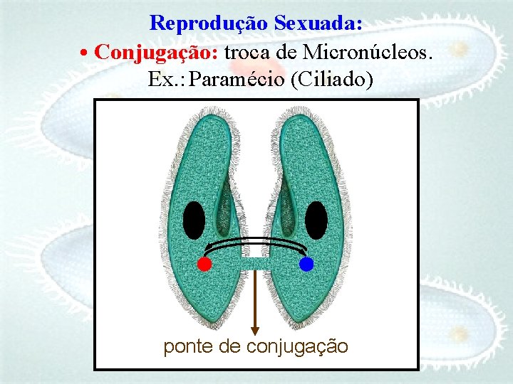 Reprodução Sexuada: • Conjugação: troca de Micronúcleos. Ex. : Paramécio (Ciliado) ponte de conjugação