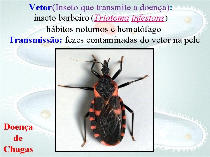 Vetor (Inseto que transmite a doença): inseto barbeiro (Triatoma infestans) hábitos noturnos e hematófago