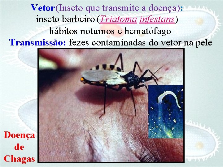 Vetor (Inseto que transmite a doença): inseto barbeiro (Triatoma infestans) hábitos noturnos e hematófago