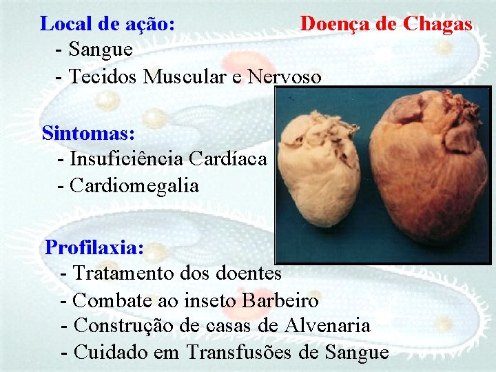 Local de ação: Doença de Chagas - Sangue - Tecidos Muscular e Nervoso Sintomas: