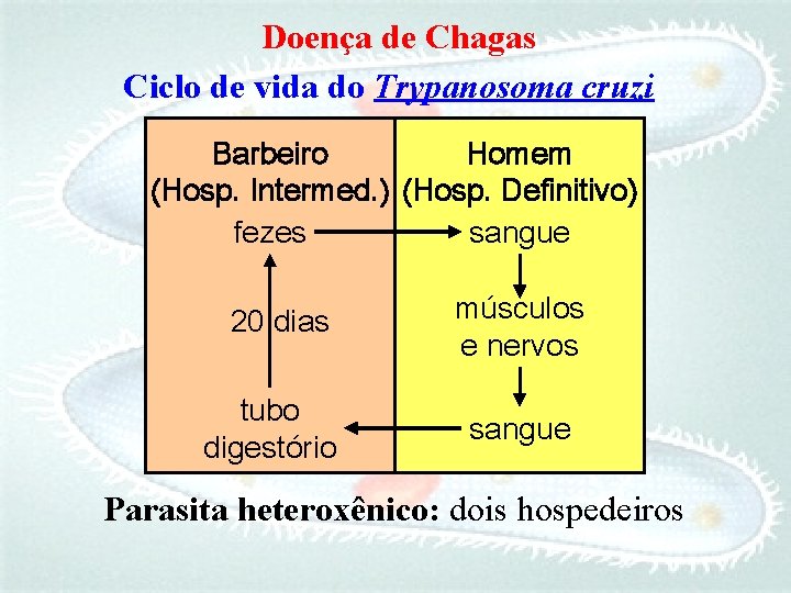 Doença de Chagas Ciclo de vida do Trypanosoma cruzi Barbeiro Homem (Hosp. Intermed. )