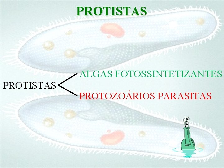 PROTISTAS ALGAS FOTOSSINTETIZANTES PROTISTAS PROTOZOÁRIOS PARASITAS 